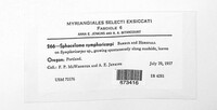 Sphaceloma symphoricarpi image